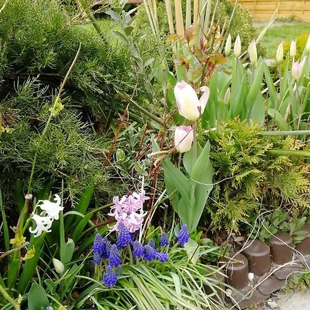 ,dom Caloroczny Aga 公寓